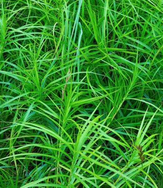 Carex muskingumensis 'Little Midge'